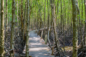 Obraz premium mangrove forest walk