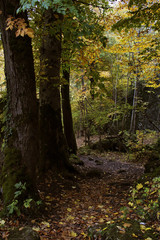 Obraz premium autumn, forest