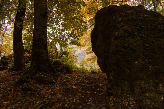 autumn, forest