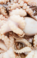 Octopus background