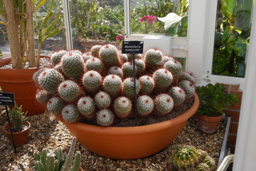 Kaktus Mammilaria Bombycina