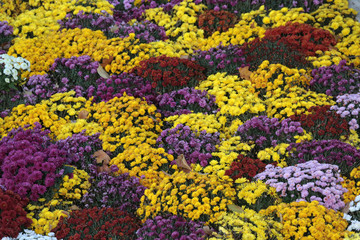 Fototapeta na wymiar Chrysanthèmes. Chrysanthemums..
