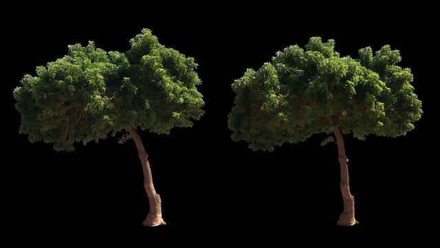 2 blowing on the wind beautiful green full size real trees isolated on alpha channel with black and white luminance matte, perfect for digital composition