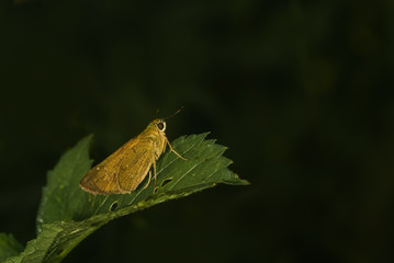common straight swift (Parnara guttata) Butterfly