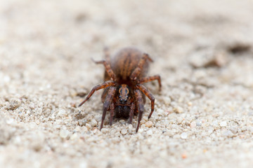 Closeup of spider