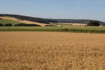 Fototapeta na wymiar bavarian summer landscape