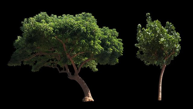2 blowing on the wind beautiful green full size real trees isolated on alpha channel with black and white luminance matte, perfect for digital composition