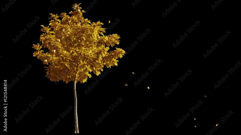 Wall mural Blowing on the wind beautiful full size real autumn yellow lonely tree with leaves falling, isolated on alpha channel with black and white luminance matte, perfect for digital composition - Wall murals