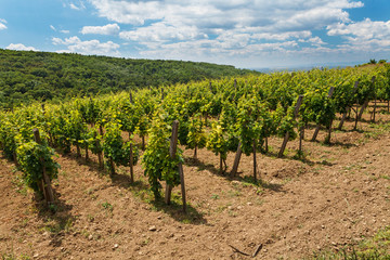 Fototapeta na wymiar Vineyard - viticulture in Tokaj