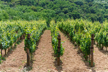 Fototapeta na wymiar Vineyard - viticulture in Tokaj