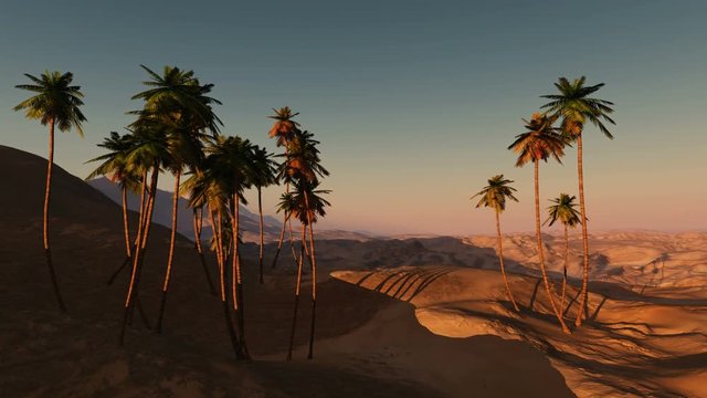 palms in desert at sunset