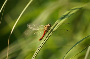 잠자리 / Odonata,dragonfly