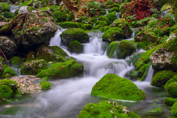 Mountain creek in the autumn forest in Triglav national park