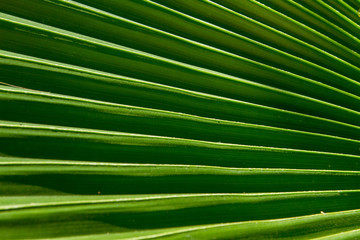 Closeup green leaf of green palm tree background