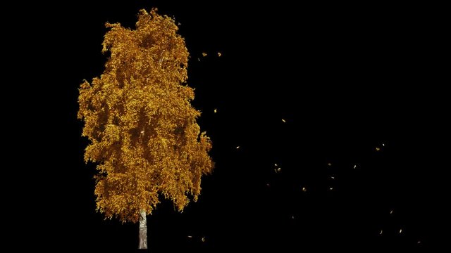 Blowing on the wind beautiful full size real autumn yellow lonely tree with leaves falling, isolated on alpha channel with black and white luminance matte, perfect for digital composition