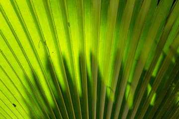 Closeup green leaf of green palm tree background