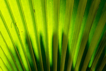 Closeup green leaf of green palm tree background