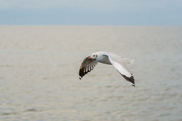 seagull flying