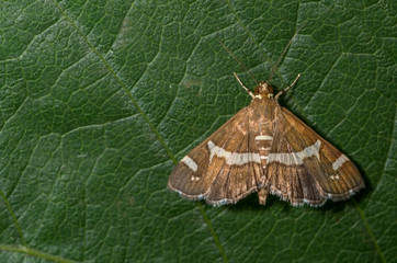 Obraz premium Beet Web Worm Moth on a green leaf background