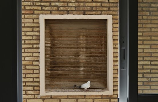 PALOMA EN UNA VENTANA