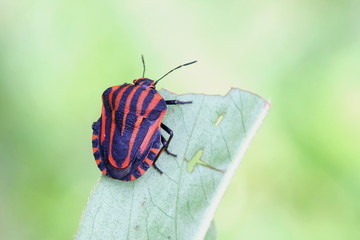 Fototapeta na wymiar Italian striped-bug, mintstrel bug (Graphosoma lineatum)
