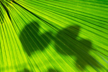 Closeup green leaf of green palm tree background