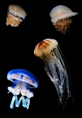 Flock of Tropic jellyfish swimming in the ocean vertical image