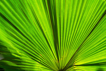 Fototapeta premium Closeup green leaf of green palm tree background