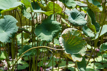 Waterlily or lotus flower in pond.