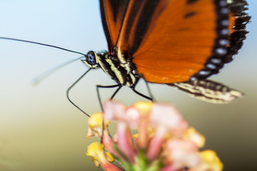 Papillon Heliconius hecale sur une fleur