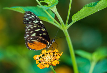 Obraz na płótnie Canvas Papillon Heliconius hecale sur une fleur