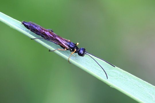 Wasp,  female stem sawfly (Calameuta filiformis)