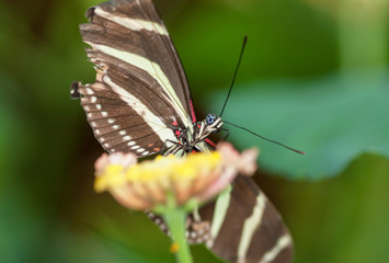 Obraz na płótnie Canvas Papillon Heliconius charithonia sur une fleur