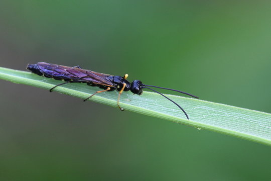 Wasp,  female stem sawfly (Calameuta filiformis)
