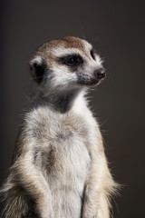 ミーアキャット