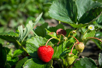 Strawberry plant with ripe berry