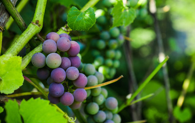 Grape ripening on the vine. Selective focus.