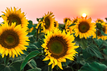 Obraz premium Sunflowers