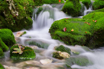 Mountain creek in the autumn forest in Triglav national park