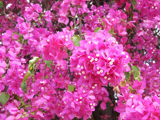 Close up Pink Bougainvillea flower in the garden