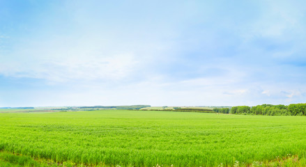 Naklejka premium Cultivation of forage crops on the field. Panorama.