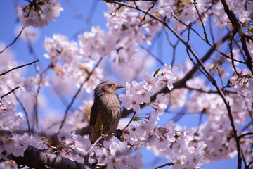 Brown-eared Bulbul and cherry blossoms in Kawagoe