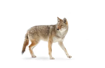 Foto op Canvas A lone coyote Canis latrans isolated on white background walking and hunting in the winter snow in Canada © Jim Cumming