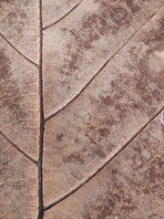 Dry brown leaf texture (teak leaf)