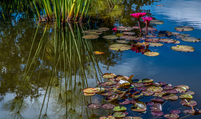 Water lilies 