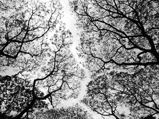 Fototapeta premium Silhouette of tree. Black and white