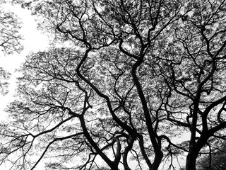 Fototapeta na wymiar Silhouette of tree. Black and white