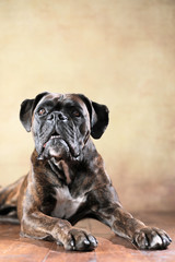 Deutscher Boxer im Studio liegend