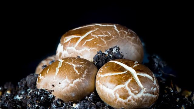 The rapid growth of champignons, 4K time-lapse