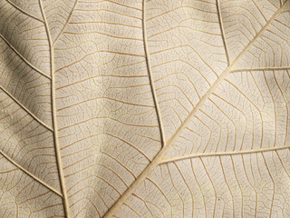 Naklejka na ściany i meble autumn brown leaf texture